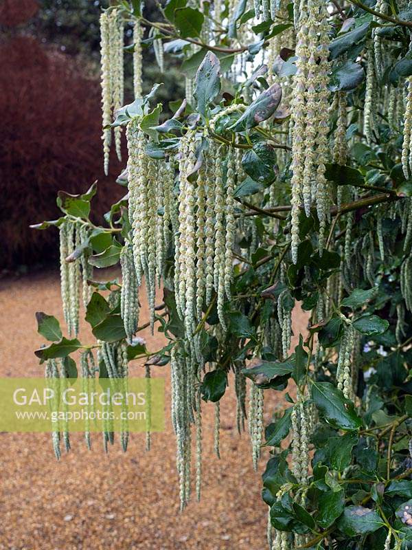 Garrya elliptica - bush à pompon en soie