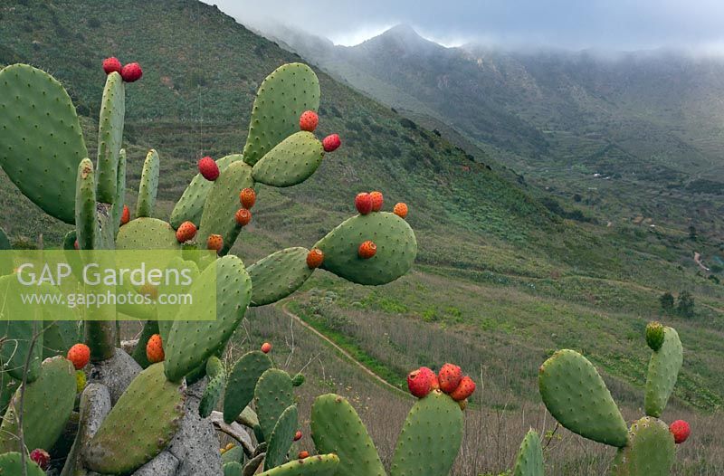 Opuntia, communément appelé figue de Barbarie Tenerife Îles Canaries Espagne