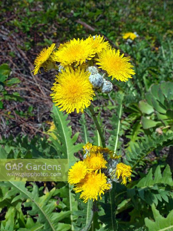 Sonchus congestus Tenerife Iles Canaries Espagne