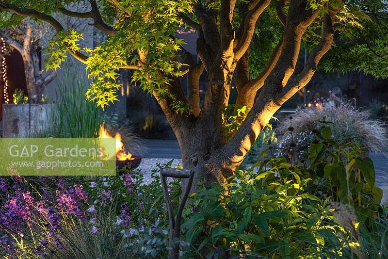 Un uplighter illumine le tronc d'un Acer palmatum mature. Au-delà, un foyer jaillit.