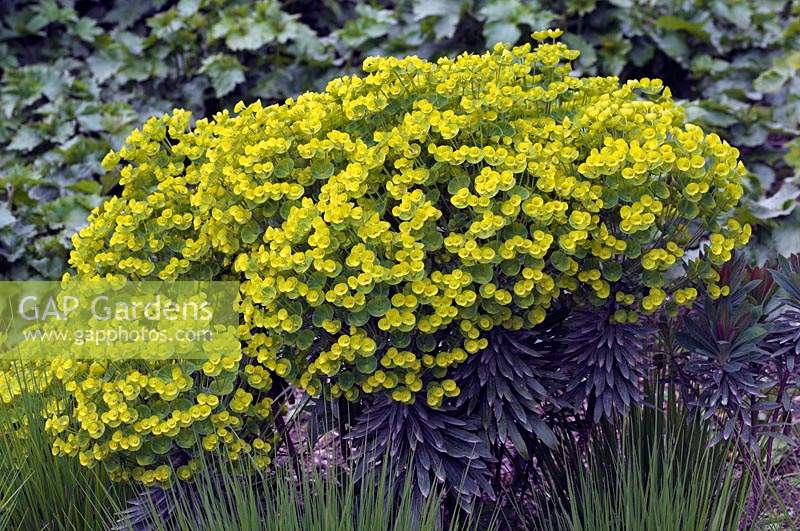 Euphorbia Redwing 'Charam' - Mai