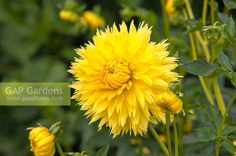 Dahlia 'Hale Bopp'