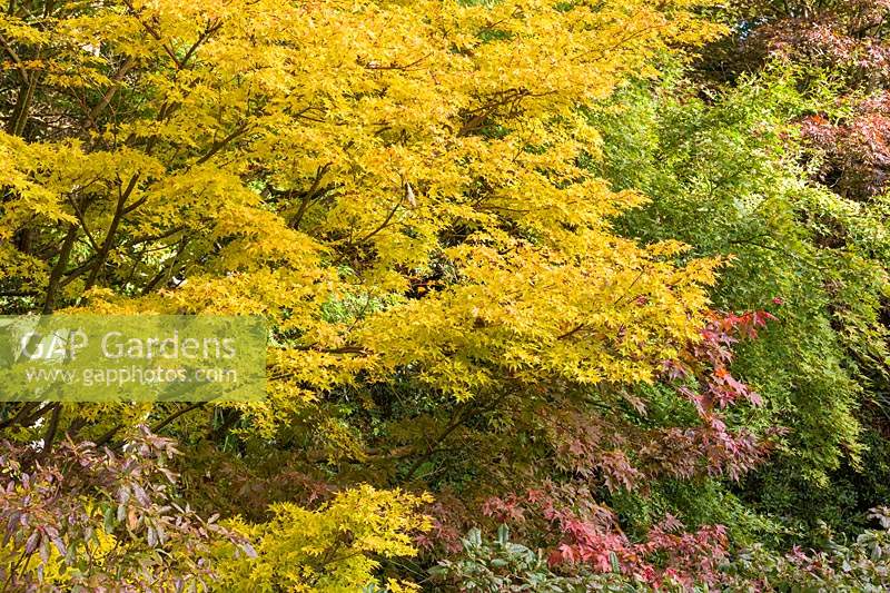 Tons d'automne dans le feuillage d'Acer dans le jardin de carrière à Dorothy Clive Garden, Willoughbridge, Staffordshire, Royaume-Uni