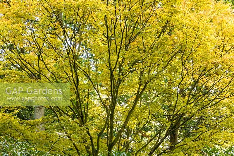 Acer palmatum fait partie de la canopée des bois dans le jardin de carrière à Dorothy Clive Garden, Willoughbridge, Staffordshire, Royaume-Uni