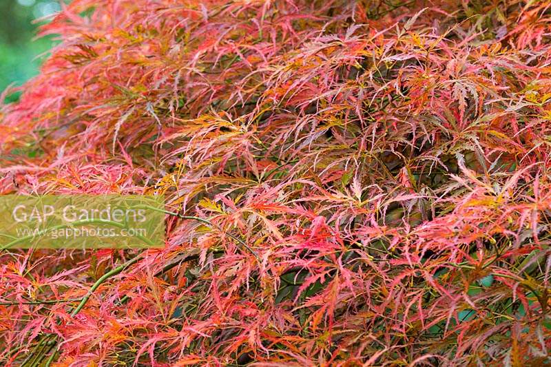 Acer palmatum montrant des tons d'automne à Dorothy Clive Garden, Willoughbridge, Staffordshire, photographié en octobre
