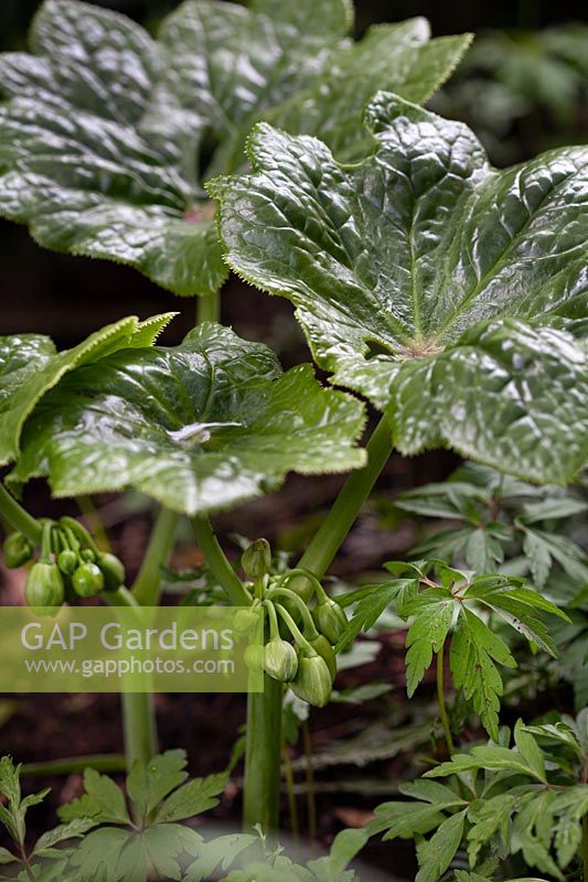 Podophyllum pleianthum forme courte à Stone House Cottage Garden, Royaume-Uni