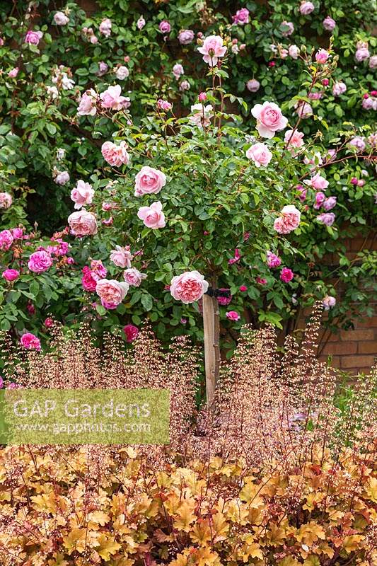 Rose standard Rosa 'Wildeve' sous-plantée de 'Marmelade' Heuchera dans The David Austin Rose Gardens - The Lion Garden