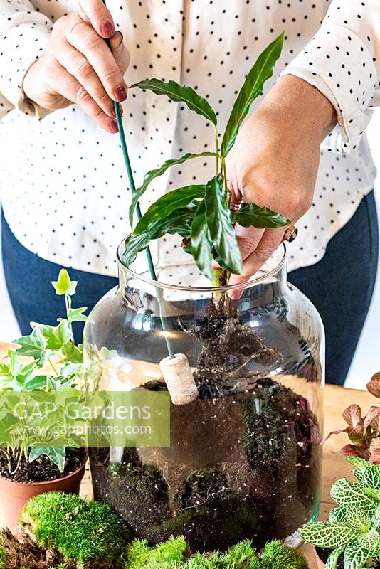 Planter un terrarium. Étape 8 - plantation d'une calathée feuillue.