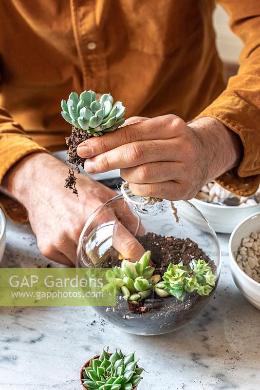 Homme plantant un terrarium ouvert. Étape 3 - faites soigneusement des trous avec votre doigt et placez les succulentes en place.