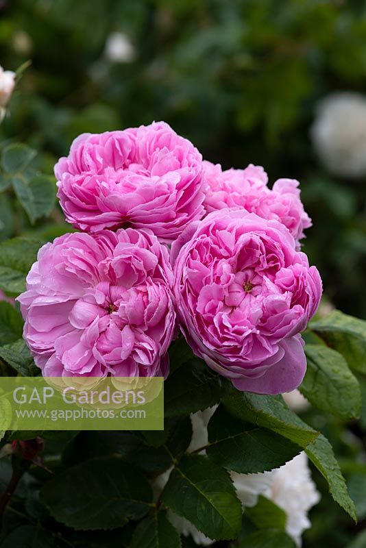 Rosa 'Jacques Cartier', une rose à l'ancienne de 1868, a un œil de bouton au milieu de pétales à volants roses. Très parfumé, floraison à partir de juin.