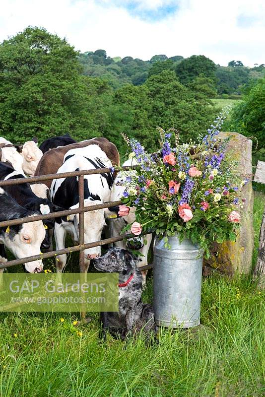 Un baratte à lait rempli de fleurs et Barry le chien et un champ de vaches. Fleurs originales.