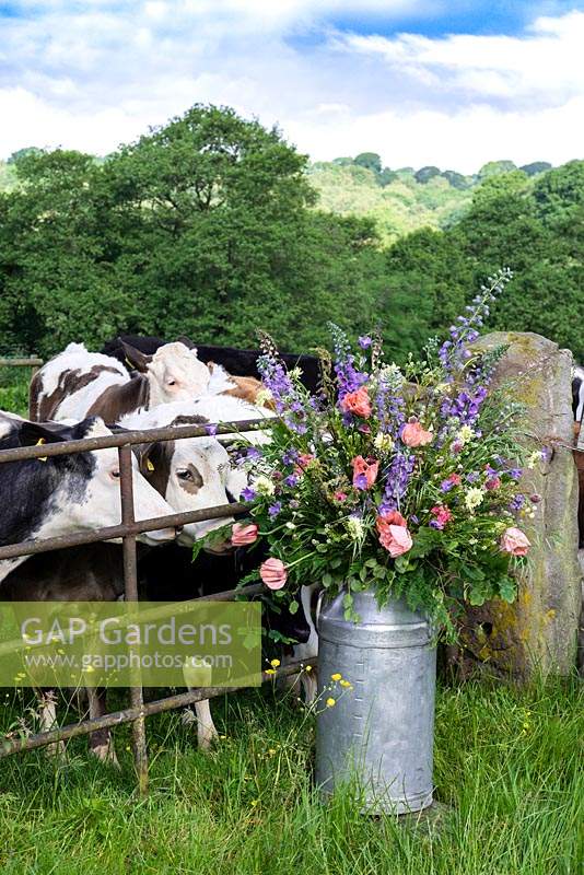 Un baratte de lait rempli de fleurs cultivées à Pam Moseley's flower farm, Quirky Flowers