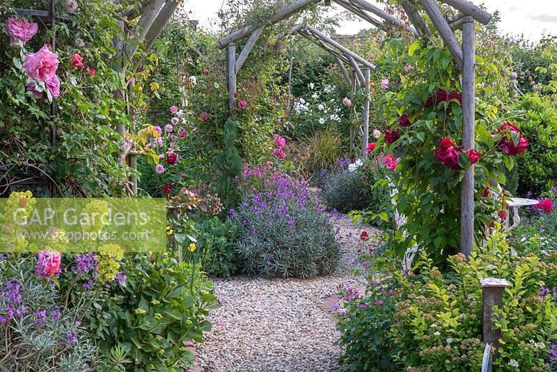 Un jardin avec chemin de gravier menant sous des arches en bois soutenant les rosiers grimpants, juin