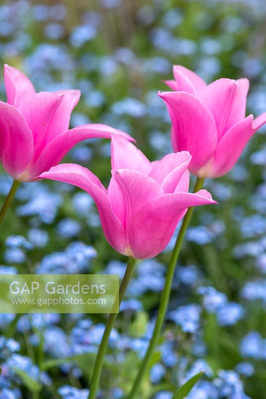 Tulipa 'China Pink' - Tulipe - plantée parmi Myosotis - Oubliez-moi