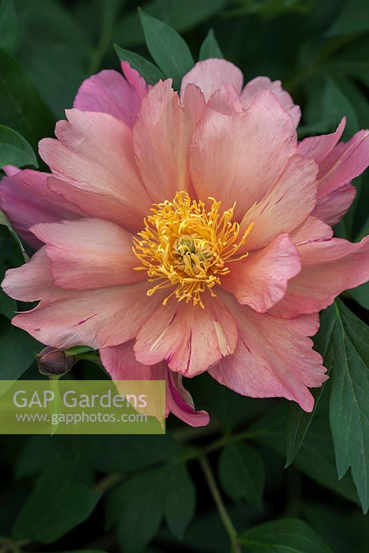 Paeonia 'Chanter sous la pluie' - Intersectional Itoh Hybrid
