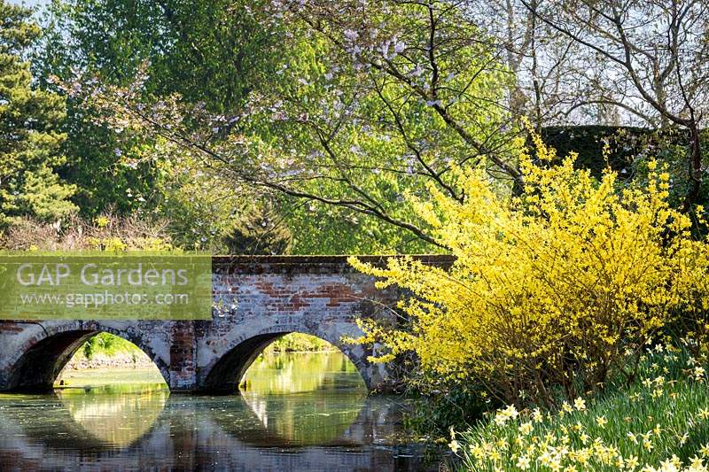 Pont en brique sur des douves du XIIe siècle, surplombé de fleurs et de forsythia. Narcisse à floraison tardive - jonquilles sur la rive. Hindringham Hall, Norfolk, Royaume-Uni.