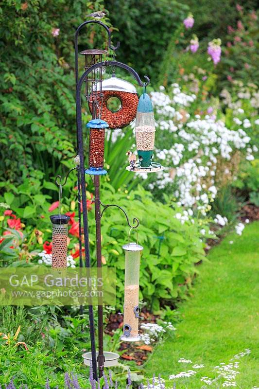 Station d'alimentation pour oiseaux dans le jardin. Carduelis carduelis - Chardonneret élégant se nourrissant de graines de tournesol.