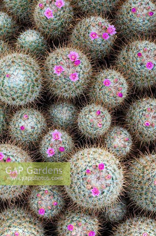 Mammillaria bombycina - Cactus en pelote de soie