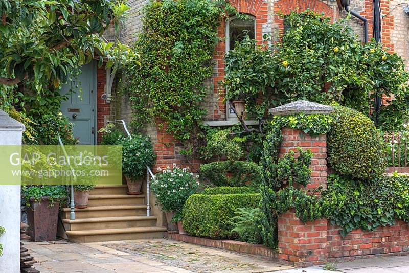 Jardin avant de Londres avec plantation de lierre à feuilles persistantes, boîte et un nèfle ramollissant la façade de la maison.