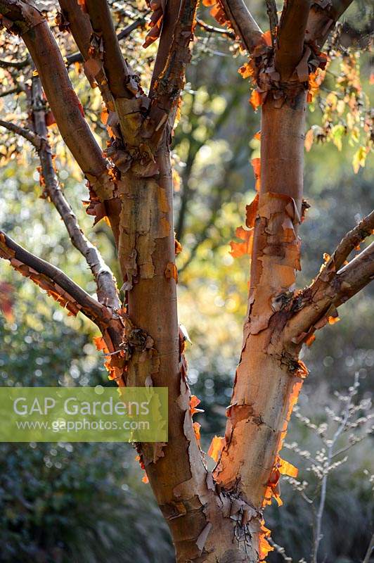 Acer griseum - Paperbark Maple