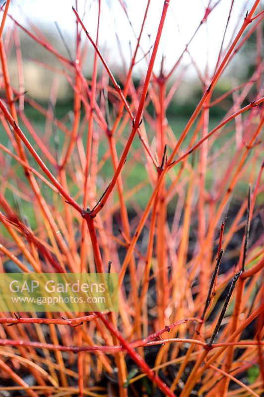 Cornus sanguinea 'Orange d'hiver d'Anny'