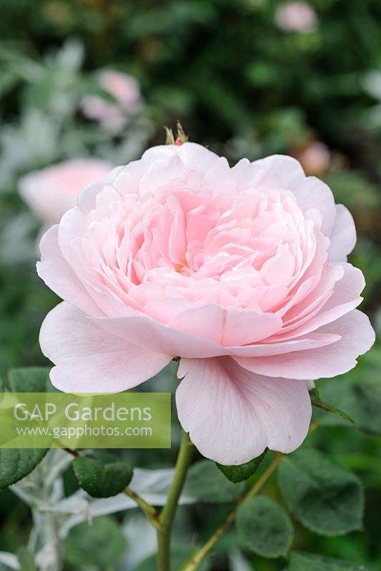 Rosa 'Reine de Suède' - Rose arbuste anglaise