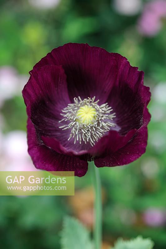 Papaver somniferum 'Lauren's Grape' - Pavot à opium