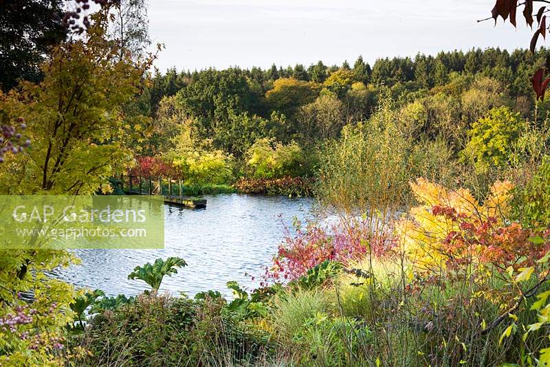 Vue sur le lac encadrée par un mélange d'arbustes et de vivaces, notamment Acer, Cornus - Cornouiller, Gunnera et graminées ornementales