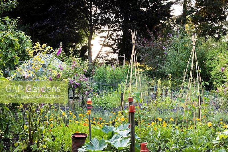 Jardin potager avec wigwams en bambou, lavande et soucis à Ivy House, Cumwhitton en juillet