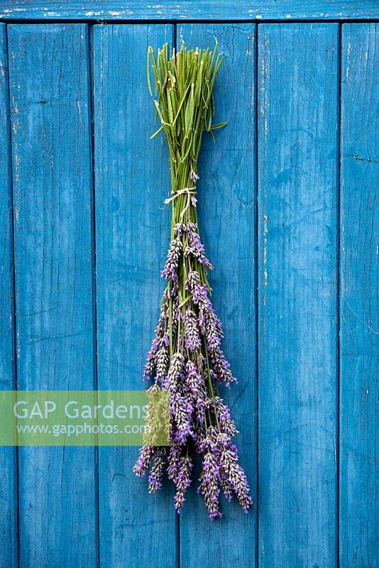 Bundles de Lavandula angustifolia - Lavande anglaise - accroché à l'envers sur la porte en bois de la remise à sécher