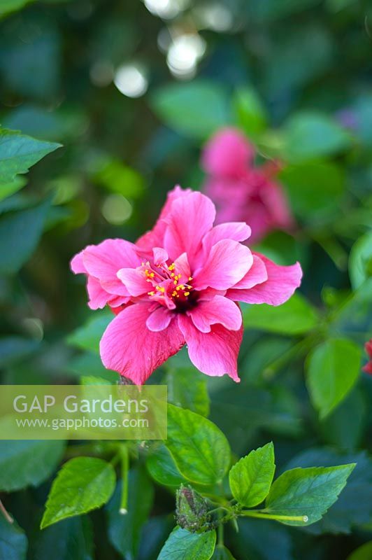 Hibiscus rosa-sinensis 'île impératrice'