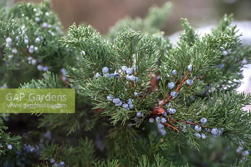 Juniperus polycarpos 'Sabina' - Branche de genévrier à feuilles persistantes avec des baies en hiver
