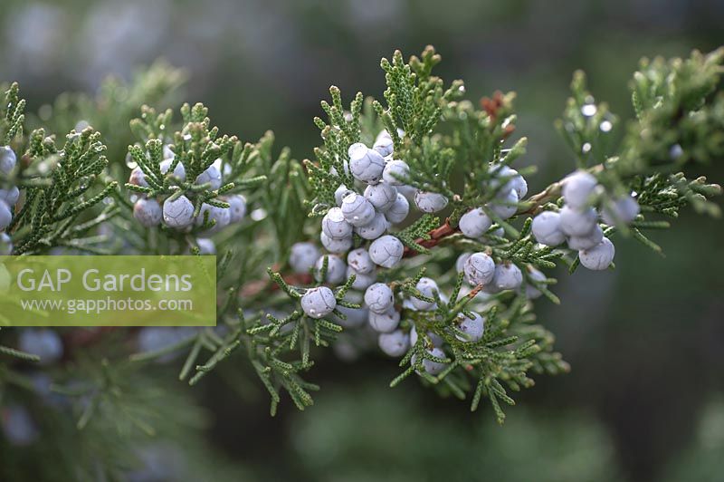 Juniperus polycarpos 'Sabina' avec des baies en hiver