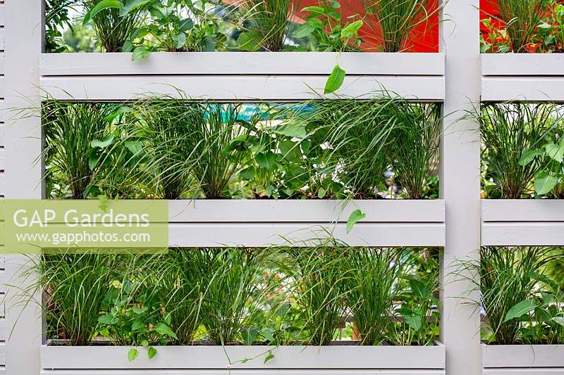 Mur végétal contemporain planté d'herbes