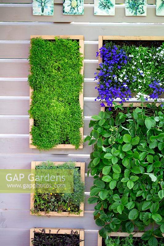 Mur végétal contemporain avec des herbes, des fraisiers et des lobélies dans des cadres de boîte