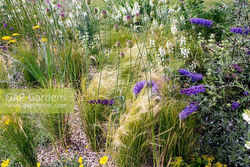 Jardin résistant à la sécheresse de Beth Chatto - parterre de gravier avec Allium sphaerocephalon en bouton avec Stipa tenuissima et plantes à fleurs