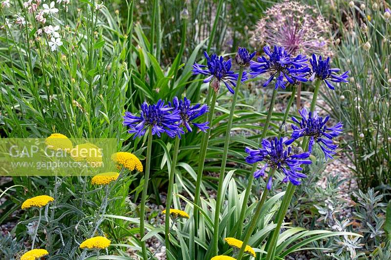 Jardin résistant à la sécheresse de Beth Chatto - Agapanthus campanulatus 'Bleu marine et doré Achillea x Schwellenberg