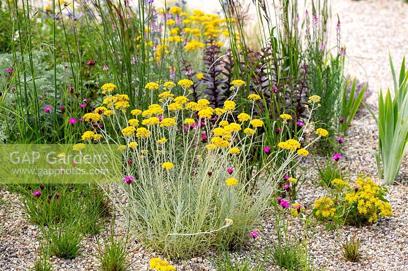 Jardin résistant à la sécheresse de Beth Chatto - jardin de gravier planté d'un mélange de vivaces à fleurs jaunes et roses