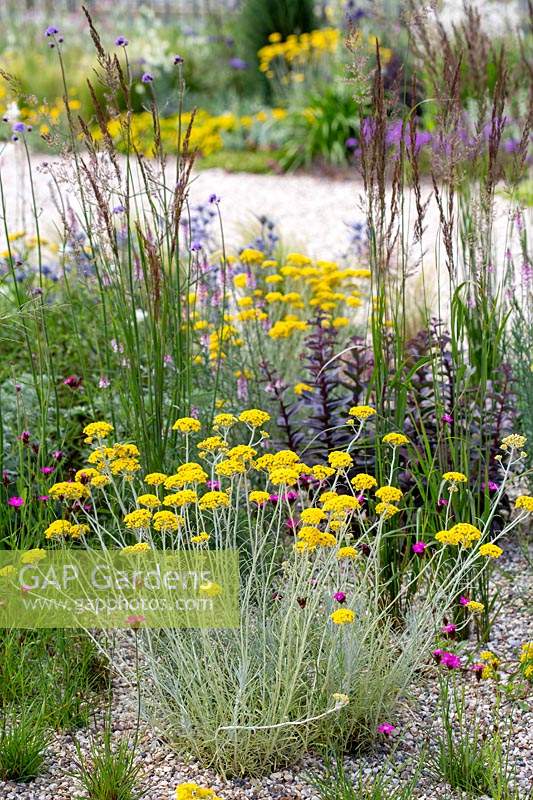 Jardin résistant à la sécheresse de Beth Chatto - Helichrysum italic - dans un jardin de gravier planté d'un mélange de plantes vivaces