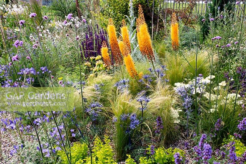 Jardin résistant à la sécheresse de Beth Chatto - jardin de gravier avec des vivaces à thème de couleur avec des fleurs bleues, violettes et orange et Stipa