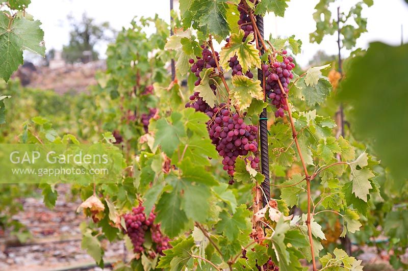 Vitis vinifera 'Violet' Aptissa aga x Cardinal - Vigne de raisin