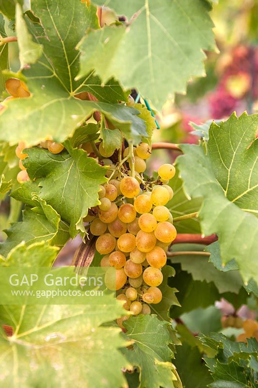 Vitis vinifera 'Prim' - Vigne de raisin - grappe de raisin blanc-jaune mûr parmi les feuilles