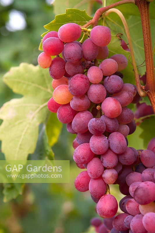 Vitis vinifera 'Violet' Aptissa aga x Cardinal - Vigne - grappe de raisin rouge-violet mûr