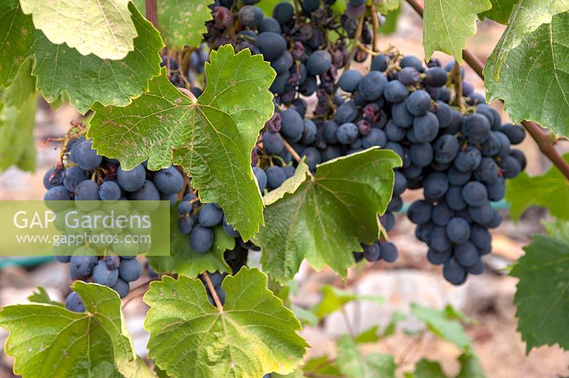 Vitis vinifera 'Ajvaz' - Vigne de raisin - grappe de raisin bleu-noir