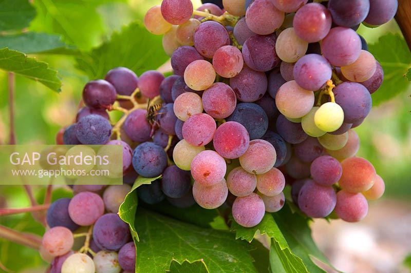Vitis vinifera 'Royal' - Vigne de raisin - grappe de raisin rouge-violet mûr