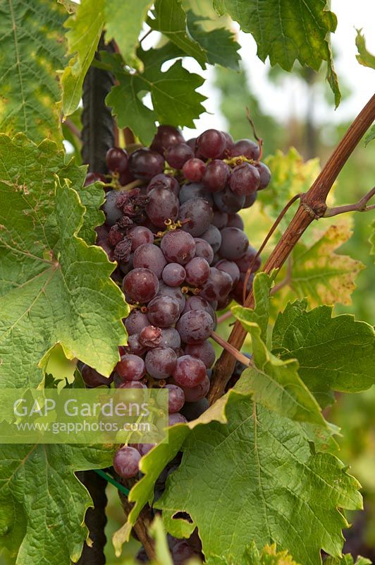 Vitis vinifera 'Onyx' - Vigne de raisin - grappe de raisin rouge-violet mûr