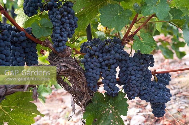 Vitis vinifera 'Blauer Portugieser' - Vigne de raisin - vieilles vignes noueuses, jeunes bois et nombreuses grappes de raisins mûrs bleu-noir