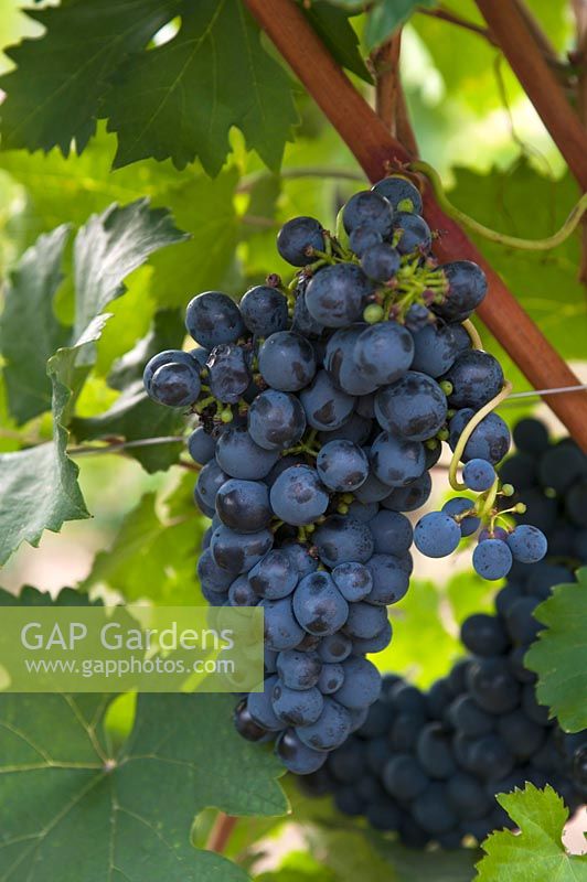 Vitis vinifera 'Blauer Portugieser' - Vigne de raisin - grappe de raisin bleu-noir mûr