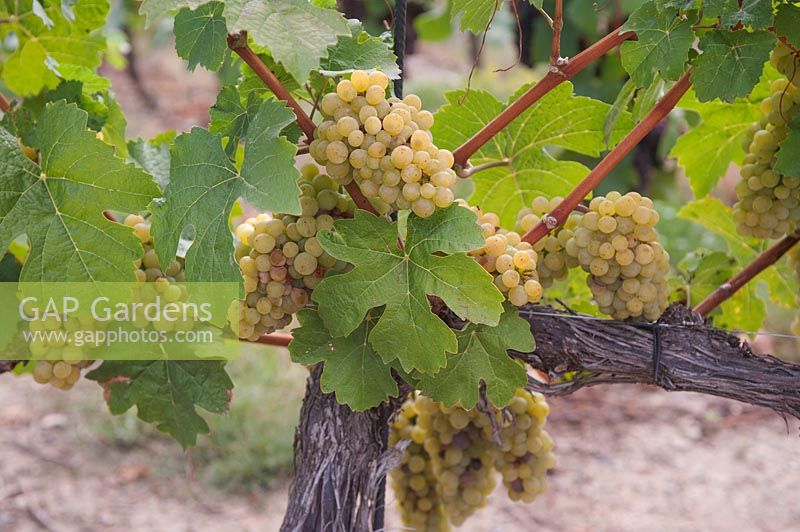 Vitis vinifera 'Golden Muscat' - Grape Vine - montrant de vieilles vignes noueuses formées sur du fil horizontal, également de jeunes pousses, des grappes de raisins jaunes mûrs et une forme de feuillage