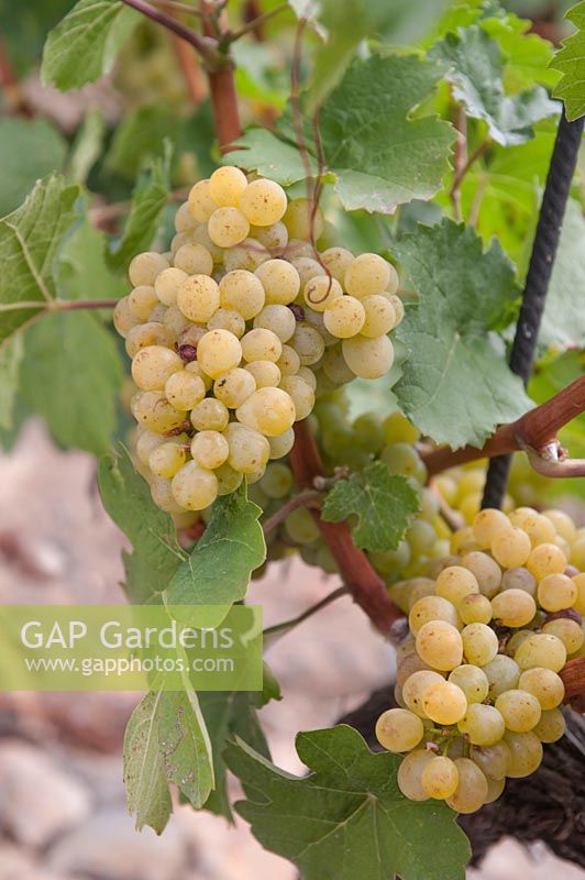 Vitis vinifera 'Golden Muscat' - Vigne de raisin - grappes de raisins jaunes mûrs